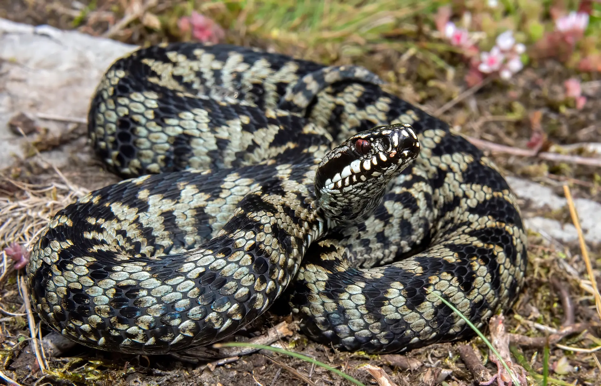 Adder © Wolfgang Wuster